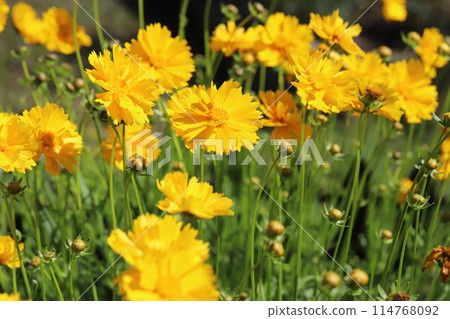 開花在春天領域的金雞菊黃色花 114768092