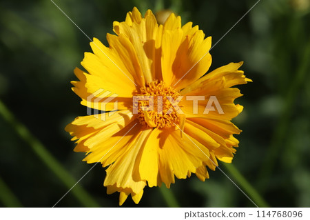 開花在春天領域的金雞菊黃色花 開花在春天領域的金雞菊黃色花 114768096
