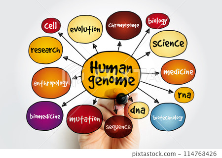 Human Genome is a complete set of nucleic acid sequences for humans, mind map concept background Human Genome is a complete set of nucleic acid sequences for humans, mind map concept background 114768426