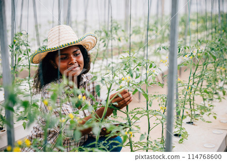 In a technological greenhouse a black woman agronomist checks and controls tomato quality with a tablet. Joyful farmer inspecting plants in an innovative farming environment. 114768600