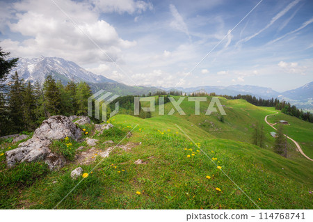 Alpine meadow with cows and rustic houses in Berchtesgaden National Park 114768741
