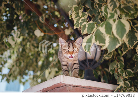 Cat on the street of Antalya, Turkey Cat on the street of Antalya, Turkey 114769038