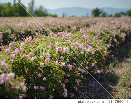 Field of roses in sunny summer day Field of roses in sunny summer day 114769044