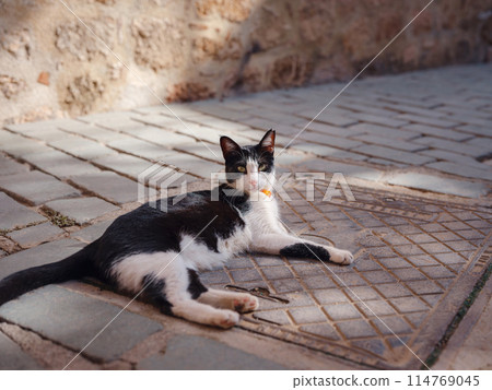 Cat on the street of Antalya, Turkey Cat on the street of Antalya, Turkey 114769045