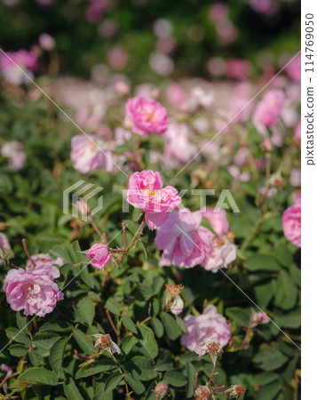 Field of roses in sunny summer day 114769050