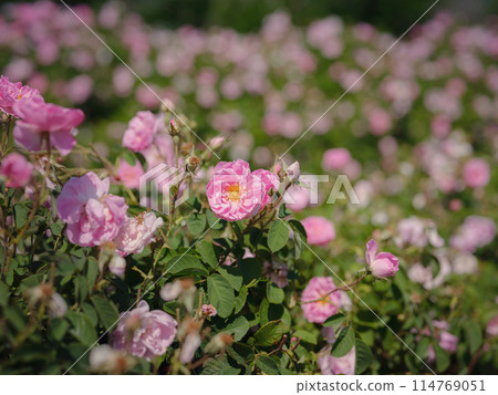 Field of roses in sunny summer day Field of roses in sunny summer day 114769051