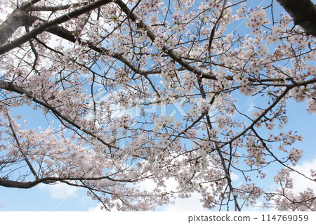 ⁺**✿+ Sakura, Sakura, Sakura, SAKURA +✿**⁺ ⁺**✿+ Sakura, Sakura, Sakura, SAKURA +✿**⁺ 114769059