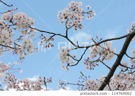 ⁺**✿+ Sakura, Sakura, Sakura, SAKURA +✿**⁺ ⁺**✿+ Sakura, Sakura, Sakura, SAKURA +✿**⁺ 114769062