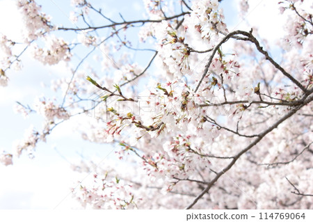 ⁺*＊✿+ Sakura, Sakura, Sakura, SAKURA +✿＊*⁺ 114769064