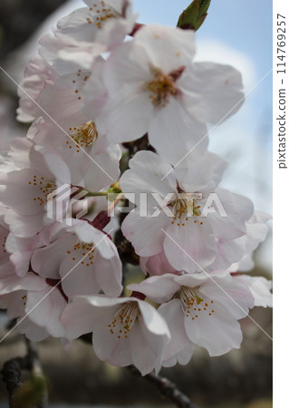 ⁺*＊✿+櫻花櫻花櫻花花+✿＊*⁺ 114769257