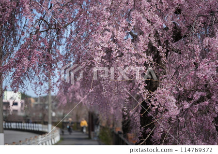 河邊盛開的垂枝櫻花#01 114769372