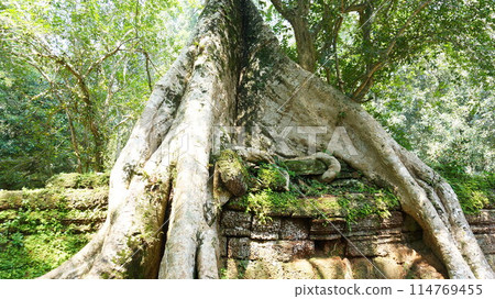 Temple encroached by banyan trees [Siem Reap, Cambodia] 114769455