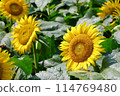 A close-up photo of sunflowers in a sunflower field 114769480