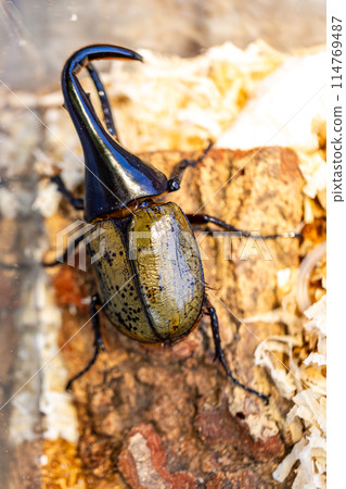 Hercules giant monkey 114769487