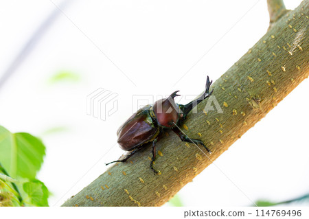 家養甲蟲 114769496