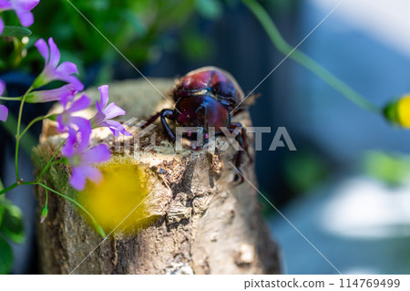 Domestic rhinoceros beetle 114769499