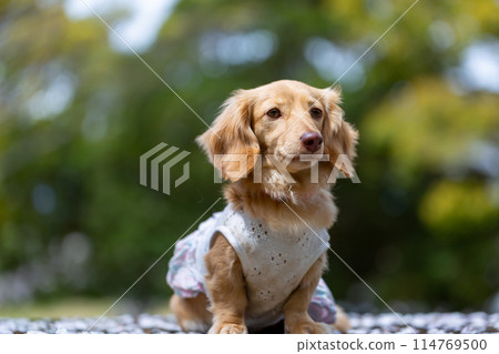 Dachshund walking in a park with cherry blossoms 114769500