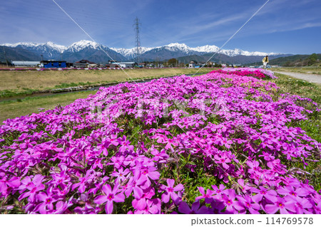 Moss phlox blooming along the river with the snow-capped Northern Alps in the background 114769578