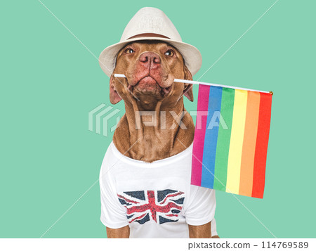 Lovable, pretty dog and Rainbow Flag. Closeup Lovable, pretty dog and Rainbow Flag. Closeup 114769589