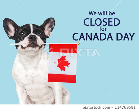 Happy Canada Day. Cute puppy and Canadian Flag 114769591