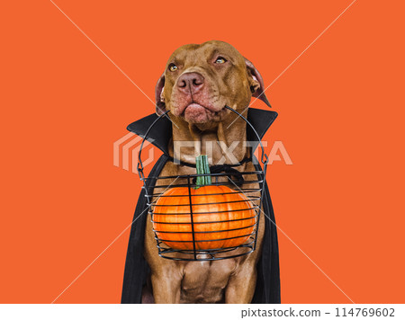 Charming, lovable brown dog and Count Dracula costume 114769602