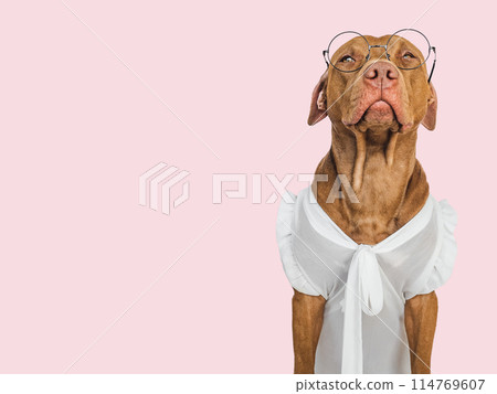 Cute, serious puppy and glasses. Business style 114769607