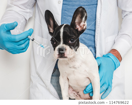 Cute puppy and veterinarian. Close-up, studio photo 114769622