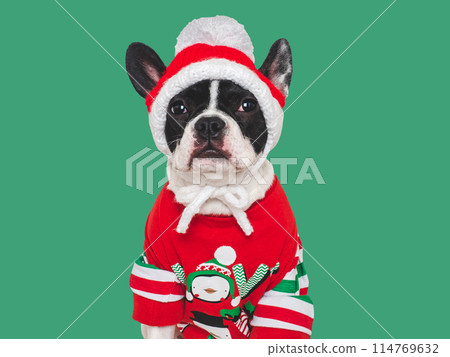 Lovable puppy and knitted sweater with Christmas patterns 114769632