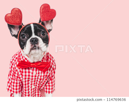 Cute puppy and red heart. Beautiful greeting card Cute puppy and red heart. Beautiful greeting card 114769636