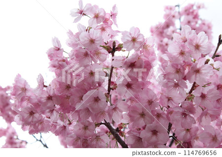 Kawazu Sakura *** KAWADU-SAKURA *** Kawazu Sakura *** KAWADU-SAKURA *** 114769656
