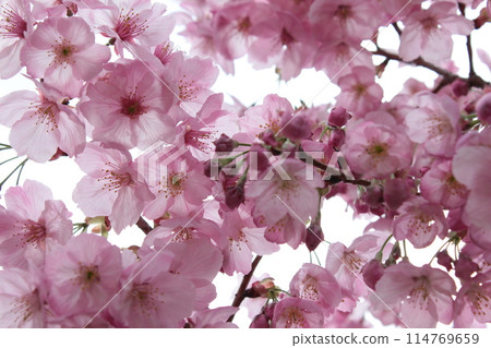 Kawazu Sakura *** KAWADU-SAKURA *** 114769659