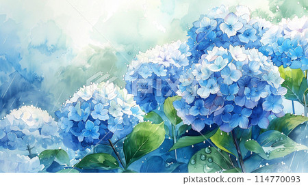 Hydrangea wet in the rain 114770093