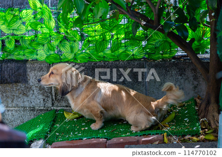 Dog peeing outside 114770102