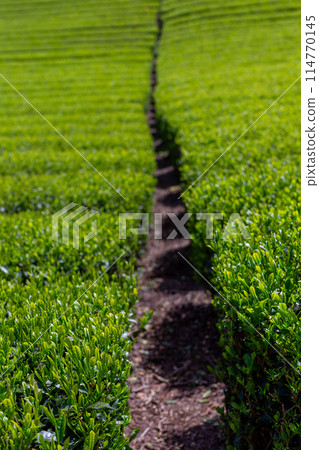 Fresh green tea fields Tea fields before harvesting 114770145