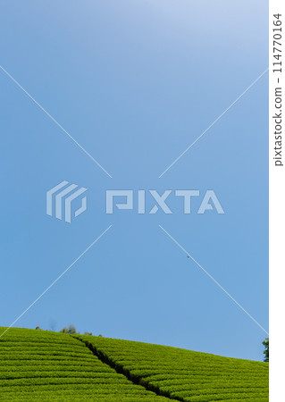 Fresh green tea fields Tea fields before harvesting 114770164