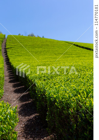 Fresh green tea fields Tea fields before harvesting 114770181