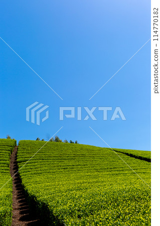 Fresh green tea fields Tea fields before harvesting Fresh green tea fields Tea fields before harvesting 114770182