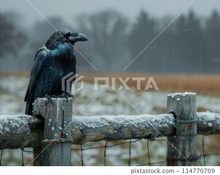 A raven sits on a fence on a gloomy winter day against a stormy sky. 114770709