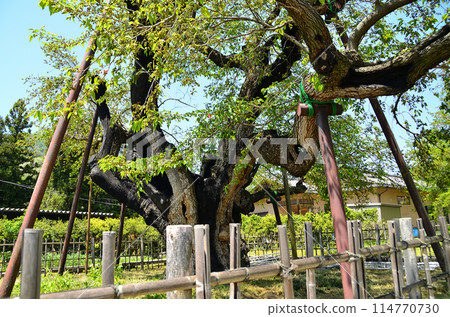 Large mulberry tree in Usune, Ishizume-cho, Numata City, Gunma Prefecture Large mulberry tree in Usune, Ishizume-cho, Numata City, Gunma Prefecture 114770730