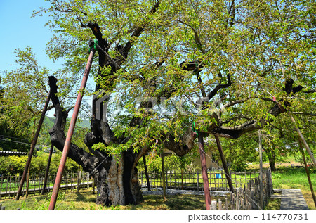 群馬縣沼田市石北町的細根大桑樹 114770731