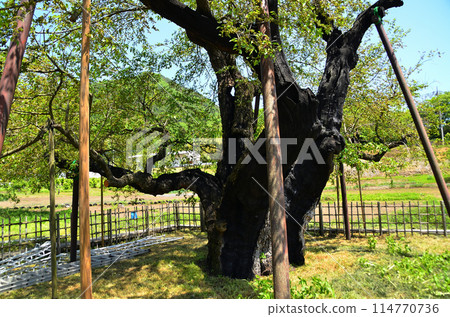 群馬縣沼田市石北町的細根大桑樹 114770736