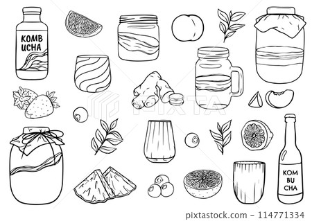 Kombucha tea and ingredients. Kombucha sketch. Ingredients for homemade fermented tea. Kombucha drink. Tea mushroom, tea fungus Hand drawn vector illustration. 114771334