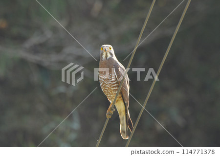 灰面鷲 灰面鷲 114771378