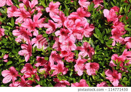 Satsuki's flower Satsuki's flower 114771430