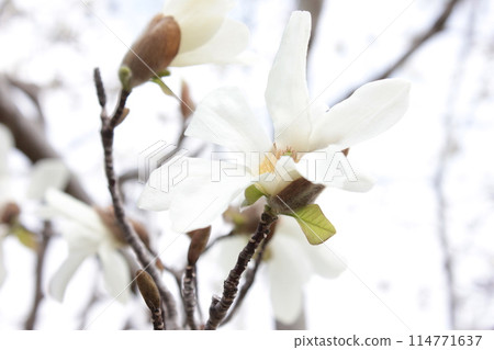 Kobushi Magnolia ・❀・・❀ Shinyi ❀・・❀・ Kobushi Magnolia ・❀・・❀ Shinyi ❀・・❀・ 114771637