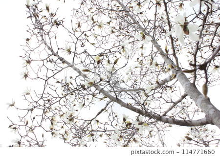 Kobushi Magnolia ・❀・・❀ Shinyi ❀・・❀・ Kobushi Magnolia ・❀・・❀ Shinyi ❀・・❀・ 114771660