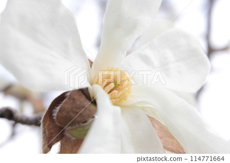 拳頭小節真一 ・❀・・❀ 真一 ❀・・❀・ 114771664