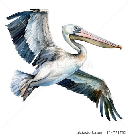 Pelican, Bird Illustration. Watercolor Style. AI Generated 114771762