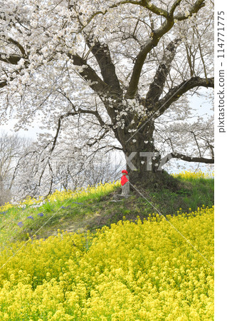 Hyuga's Hitomachi Jizo Cherry Blossoms 114771775
