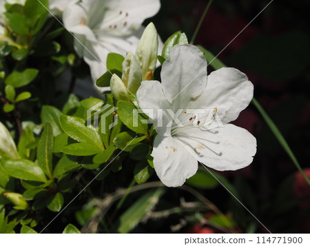 五月花_白小月 五月花_白小月 114771900